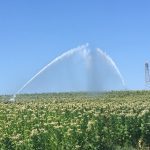 Agrotikos-Synetairismos-Kapnoparagogon-Katerinis-As-Sampsous-n(14)