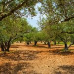 ΕΛΑΙΟΤΡΙΒΕΙΟ-ΓΑΡΓΑΛΙΑΝΟΙ-ΜΕΣΣΗΝΙΑΣ-ΛΑΜΠΟΥΣΗ