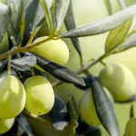 ΕΛΑΙΟΤΡΙΒΕΙΟ-ΕΛΑΤΕΙΑ-ΛΑΡΙΣΑΣ-ΣΟΛΩΜΟΣ-ΧΑΙΝΤΟΥΤΗΣ-ΚΙΤΣΙΟΣ