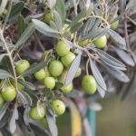 ΕΛΑΙΟΤΡΙΒΕΙΟ-ΜΑΚΡΟΧΩΡΙ-ΛΑΡΙΣΑΣ-ΣΑΪΤΗΣ-ΙΩΑΝΝΗΣ