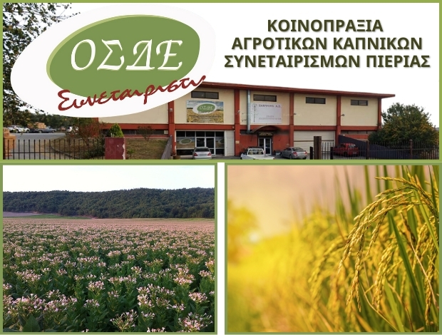 ΟΣΔΕ ΣΥΝΕΤΑΙΡΙΣΤΙΚΗ – ΚΟΙΝΟΠΡΑΞΙΑ ΑΓΡΟΤΙΚΩΝ ΚΑΠΝΙΚΩΝ ΣΥΝΕΤΑΙΡΙΣΜΩΝ ΠΙΕΡΙΑΣ