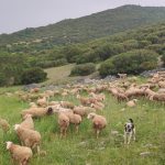 ΚΤΗΝΟΤΡΟΦΙΚΟΣ-ΣΥΝΕΤΑΙΡΙΣΜΟΣ-ΚΑΡΥΑΣ-ΟΛΥΜΠΟΥ