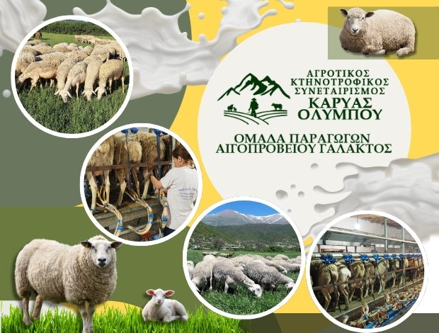 ΚΤΗΝΟΤΡΟΦΙΚΟΣ ΣΥΝΕΤΑΙΡΙΣΜΟΣ ΚΑΡΥΑΣ ΟΛΥΜΠΟΥ