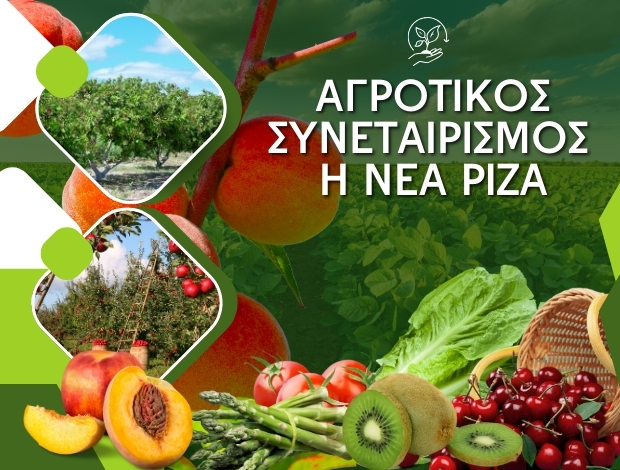 ΑΓΡΟΤΙΚΟΣ ΣΥΝΕΤΑΙΡΙΣΜΟΣ ΓΑΛΑΤΑΔΕΣ ΠΕΛΛΑΣ “Η ΝΕΑ ΡΙΖΑ”