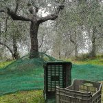 ΕΛΑΙΟΤΡΙΒΕΙΟ-ΔΡΑΒΗΣΚΟΣ-ΣΕΡΡΩΝ-PSARELI-KOVOUSIDI-AFOI