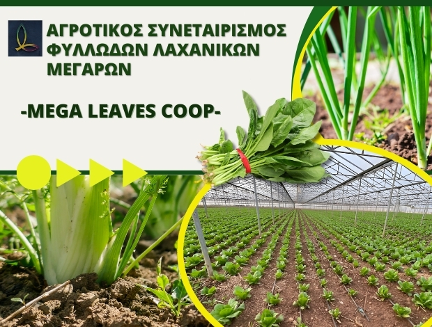 ΑΓΡΟΤΙΚΟΣ ΣΥΝΕΤΑΙΡΙΣΜΟΣ ΜΕΓΑΡΩΝ “MEGA LEAVES COOP”