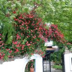 ΤΑΒΕΡΝΑ-ΑΛΙΣΤΡΑΤΗ-ΣΕΡΡΩΝ-ΑΧΙΛΛΕΑ-ΚΑΨΗΜΑΛΗ