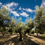 ΕΛΑΙΟΥΡΓΕΙΟ-ΠΑΝΑΙΤΩΛΙΟ-ΕΛΑΙΟΥΡΓΙΑ-ΨΑΡΡΑΣ-ΙΚΕ
