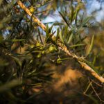 ΕΛΑΙΟΥΡΓΙΚΟΣ-ΣΥΝΕΤΑΙΡΙΣΜΟΣ-ΚΡΥΟΝΕΡΙΟΥ-ΚΟΡΙΝΘΙΑΣ