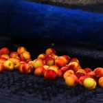 ΑΓΡΟΤΙΚΟΣ-ΣΥΝΕΤΑΙΡΙΣΜΟΣ-ΝΕΟΣ-ΑΠΟΛΛΩΝ-ΚΟΥΛΟΥΡΑΣ-ΒΕΡΟΙΑ