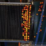 ΑΓΡΟΤΙΚΟΣ-ΣΥΝΕΤΑΙΡΙΣΜΟΣ-ΝΕΟΣ-ΑΠΟΛΛΩΝ-ΚΟΥΛΟΥΡΑΣ-ΒΕΡΟΙΑ