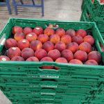 ΑΓΡΟΤΙΚΟΣ-ΣΥΝΕΤΑΙΡΙΣΜΟΣ-ΝΕΟΣ-ΑΠΟΛΛΩΝ-ΚΟΥΛΟΥΡΑΣ-ΒΕΡΟΙΑ