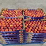 ΑΓΡΟΤΙΚΟΣ-ΣΥΝΕΤΑΙΡΙΣΜΟΣ-ΝΕΟΣ-ΑΠΟΛΛΩΝ-ΚΟΥΛΟΥΡΑΣ-ΒΕΡΟΙΑ