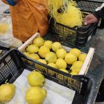 ΑΓΡΟΤΙΚΟΣ-ΣΥΝΕΤΑΙΡΙΣΜΟΣ-ΝΕΟΣ-ΑΠΟΛΛΩΝ-ΚΟΥΛΟΥΡΑΣ-ΒΕΡΟΙΑ