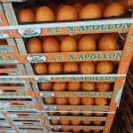 ΑΓΡΟΤΙΚΟΣ-ΣΥΝΕΤΑΙΡΙΣΜΟΣ-ΝΕΟΣ-ΑΠΟΛΛΩΝ-ΚΟΥΛΟΥΡΑΣ-ΒΕΡΟΙΑ