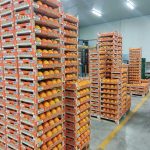 ΑΓΡΟΤΙΚΟΣ-ΣΥΝΕΤΑΙΡΙΣΜΟΣ-ΝΕΟΣ-ΑΠΟΛΛΩΝ-ΚΟΥΛΟΥΡΑΣ-ΒΕΡΟΙΑ