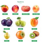 ΑΓΡΟΤΙΚΟΣ-ΣΥΝΕΤΑΙΡΙΣΜΟΣ-ΝΕΟΣ-ΑΠΟΛΛΩΝ-ΚΟΥΛΟΥΡΑΣ-ΒΕΡΟΙΑ