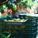 ΑΓΡΟΤΙΚΟΣ-ΣΥΝΕΤΑΙΡΙΣΜΟΣ-ΝΕΟΣ-ΑΠΟΛΛΩΝ-ΚΟΥΛΟΥΡΑΣ-ΒΕΡΟΙΑ