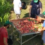 ΑΓΡΟΤΙΚΟΣ-ΣΥΝΕΤΑΙΡΙΣΜΟΣ-ΝΕΟΣ-ΑΠΟΛΛΩΝ-ΚΟΥΛΟΥΡΑΣ-ΒΕΡΟΙΑ