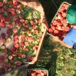 ΑΓΡΟΤΙΚΟΣ-ΣΥΝΕΤΑΙΡΙΣΜΟΣ-ΝΕΟΣ-ΑΠΟΛΛΩΝ-ΚΟΥΛΟΥΡΑΣ-ΒΕΡΟΙΑ