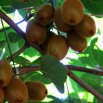 ΑΓΡΟΤΙΚΟΣ-ΣΥΝΕΤΑΙΡΙΣΜΟΣ-ΝΕΟΣ-ΑΠΟΛΛΩΝ-ΚΟΥΛΟΥΡΑΣ-ΒΕΡΟΙΑ