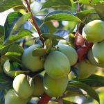 ΑΓΡΟΤΙΚΟΣ-ΣΥΝΕΤΑΙΡΙΣΜΟΣ-ΝΕΟΣ-ΑΠΟΛΛΩΝ-ΚΟΥΛΟΥΡΑΣ-ΒΕΡΟΙΑ