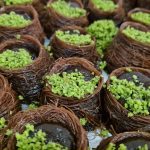 ΑΡΤΟΠΟΙΕΙΟ-ΑΓΡΙΑ-ΒΟΛΟΥ-ΤΟΝ-ΑΡΤΟΝ-ΗΜΩΝ-ΣΚΥΡΙΑΝΟΥ