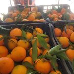 ΕΜΠΟΡΙΟ-ΦΡΟΥΤΩΝ-ΑΓΙΑ-ΠΑΡΑΣΚΕΥΗ-ΑΡΤΑΣ-ΔΗΜΟΣ-ΘΕΟΔΩΡΟΣ