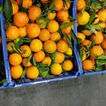 ΕΜΠΟΡΙΟ-ΦΡΟΥΤΩΝ-ΑΓΙΑ-ΠΑΡΑΣΚΕΥΗ-ΑΡΤΑΣ-ΔΗΜΟΣ-ΘΕΟΔΩΡΟΣ