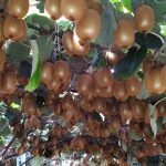 ΕΜΠΟΡΙΟ-ΦΡΟΥΤΩΝ-ΑΓΙΑ-ΠΑΡΑΣΚΕΥΗ-ΑΡΤΑΣ-ΔΗΜΟΣ-ΘΕΟΔΩΡΟΣ