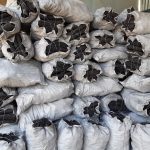 ΚΑΥΣΟΞΥΛΑ-ΚΑΡΒΟΥΝΑ-ΠΟΛΙΧΝΗ-ΘΕΣΣΑΛΟΝΙΚΗΣ-ΓΡΑΝΔΗΣ