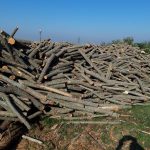 ΚΑΥΣΟΞΥΛΑ-ΚΑΡΒΟΥΝΑ-ΠΟΛΙΧΝΗ-ΘΕΣΣΑΛΟΝΙΚΗΣ-ΓΡΑΝΔΗΣ