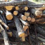 ΚΑΥΣΟΞΥΛΑ-ΚΑΡΒΟΥΝΑ-ΠΟΛΙΧΝΗ-ΘΕΣΣΑΛΟΝΙΚΗΣ-ΓΡΑΝΔΗΣ