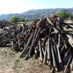 ΚΑΥΣΟΞΥΛΑ-ΚΑΡΒΟΥΝΑ-ΠΟΛΙΧΝΗ-ΘΕΣΣΑΛΟΝΙΚΗΣ-ΓΡΑΝΔΗΣ