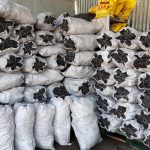 ΚΑΥΣΟΞΥΛΑ-ΚΑΡΒΟΥΝΑ-ΠΟΛΙΧΝΗ-ΘΕΣΣΑΛΟΝΙΚΗΣ-ΓΡΑΝΔΗΣ