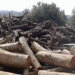 ΚΑΥΣΟΞΥΛΑ-ΚΑΡΒΟΥΝΑ-ΠΟΛΙΧΝΗ-ΘΕΣΣΑΛΟΝΙΚΗΣ-ΓΡΑΝΔΗΣ