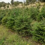 ΚΑΥΣΟΞΥΛΑ-ΤΑΞΙΑΡΧΗΣ-ΧΑΛΚΙΔΙΚΗΣ-ΤΣΟΛΑΚΗΣ