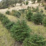 ΚΑΥΣΟΞΥΛΑ-ΤΑΞΙΑΡΧΗΣ-ΧΑΛΚΙΔΙΚΗΣ-ΤΣΟΛΑΚΗΣ