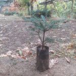 ΚΑΥΣΟΞΥΛΑ-ΤΑΞΙΑΡΧΗΣ-ΧΑΛΚΙΔΙΚΗΣ-ΤΣΟΛΑΚΗΣ