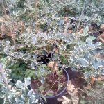 ΚΑΥΣΟΞΥΛΑ-ΤΑΞΙΑΡΧΗΣ-ΧΑΛΚΙΔΙΚΗΣ-ΤΣΟΛΑΚΗΣ