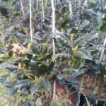 ΚΑΥΣΟΞΥΛΑ-ΤΑΞΙΑΡΧΗΣ-ΧΑΛΚΙΔΙΚΗΣ-ΤΣΟΛΑΚΗΣ