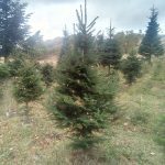 ΚΑΥΣΟΞΥΛΑ-ΤΑΞΙΑΡΧΗΣ-ΧΑΛΚΙΔΙΚΗΣ-ΤΣΟΛΑΚΗΣ