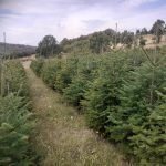 ΚΑΥΣΟΞΥΛΑ-ΤΑΞΙΑΡΧΗΣ-ΧΑΛΚΙΔΙΚΗΣ-ΤΣΟΛΑΚΗΣ