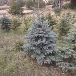 ΚΑΥΣΟΞΥΛΑ-ΤΑΞΙΑΡΧΗΣ-ΧΑΛΚΙΔΙΚΗΣ-ΤΣΟΛΑΚΗΣ