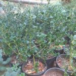 ΚΑΥΣΟΞΥΛΑ-ΤΑΞΙΑΡΧΗΣ-ΧΑΛΚΙΔΙΚΗΣ-ΤΣΟΛΑΚΗΣ