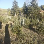 ΚΑΥΣΟΞΥΛΑ-ΤΑΞΙΑΡΧΗΣ-ΧΑΛΚΙΔΙΚΗΣ-ΤΣΟΛΑΚΗΣ