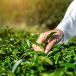 ΓΕΩΡΓΙΚΑ-ΕΦΟΔΙΑ-ΝΕΟ-ΜΟΝΑΣΤΗΡΙ-ΦΘΙΩΤΙΔΑΣ-ΓΕΩΠΟΝΙΚΗ-ΕΝΩΣΗ-ΑΕ