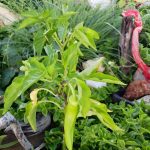 ΓΕΩΡΓΙΚΑ-ΕΦΟΔΙΑ-ΠΑΡΟΙΚΙΑ-ΠΑΡΟΣ-ΠΕΡΙΠΑΝΟΣ