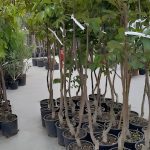 ΓΕΩΡΓΙΚΑ-ΕΦΟΔΙΑ-ΠΑΡΟΙΚΙΑ-ΠΑΡΟΣ-ΠΕΡΙΠΑΝΟΣ