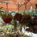 ΓΕΩΡΓΙΚΑ-ΕΦΟΔΙΑ-ΠΑΡΟΙΚΙΑ-ΠΑΡΟΣ-ΠΕΡΙΠΑΝΟΣ